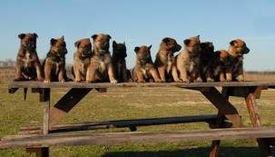 comment devenir eleveur canin